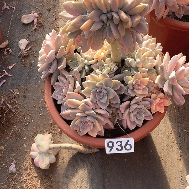 936 淡雪锦 一物一拍