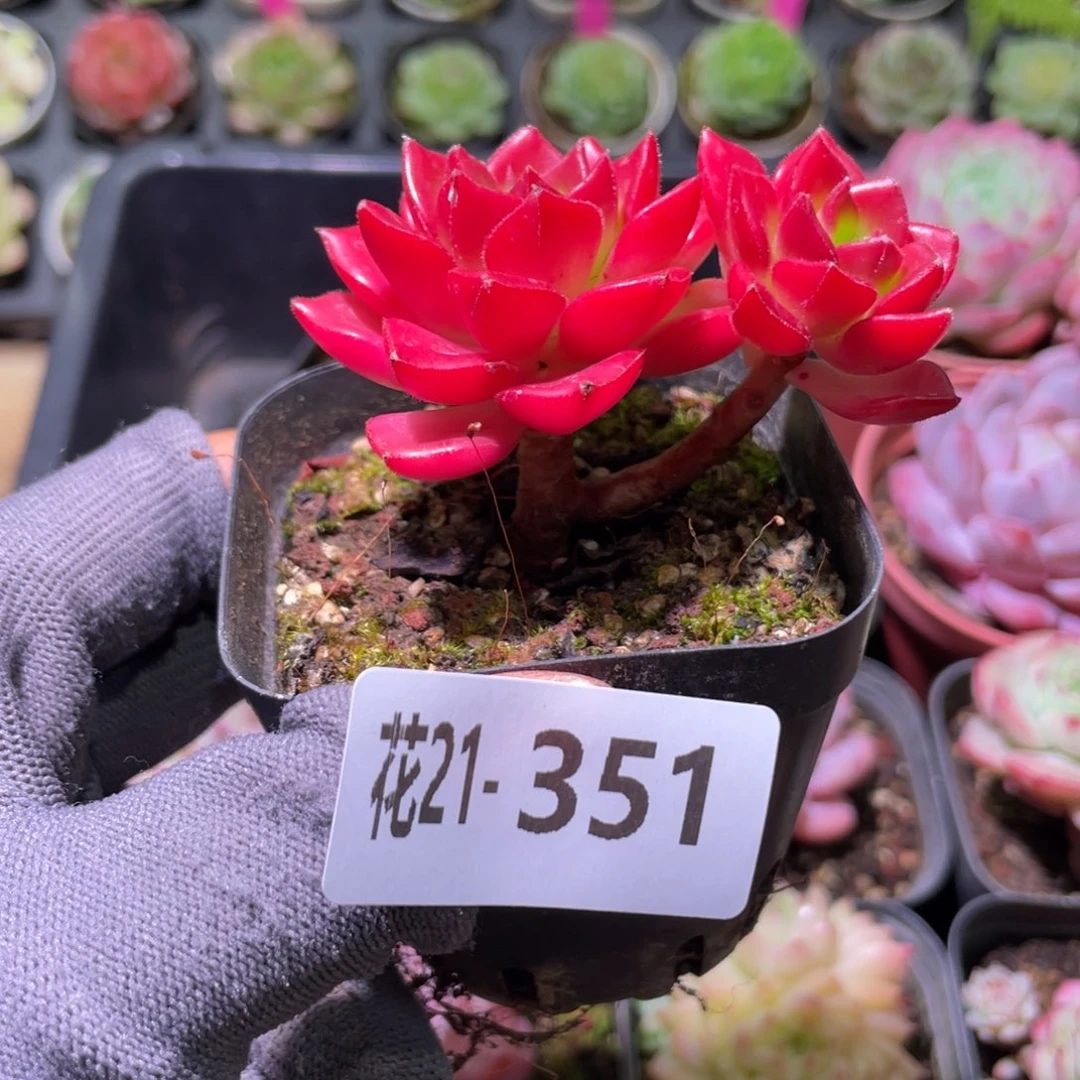 花利美21-351蒂亚