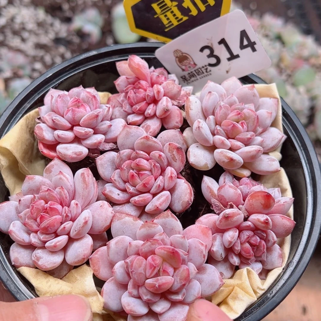 多肉植物多肉植物