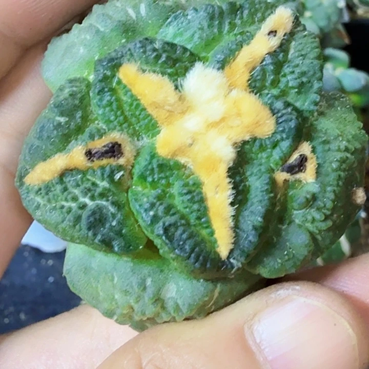 无花朵特价苗接龟甲493