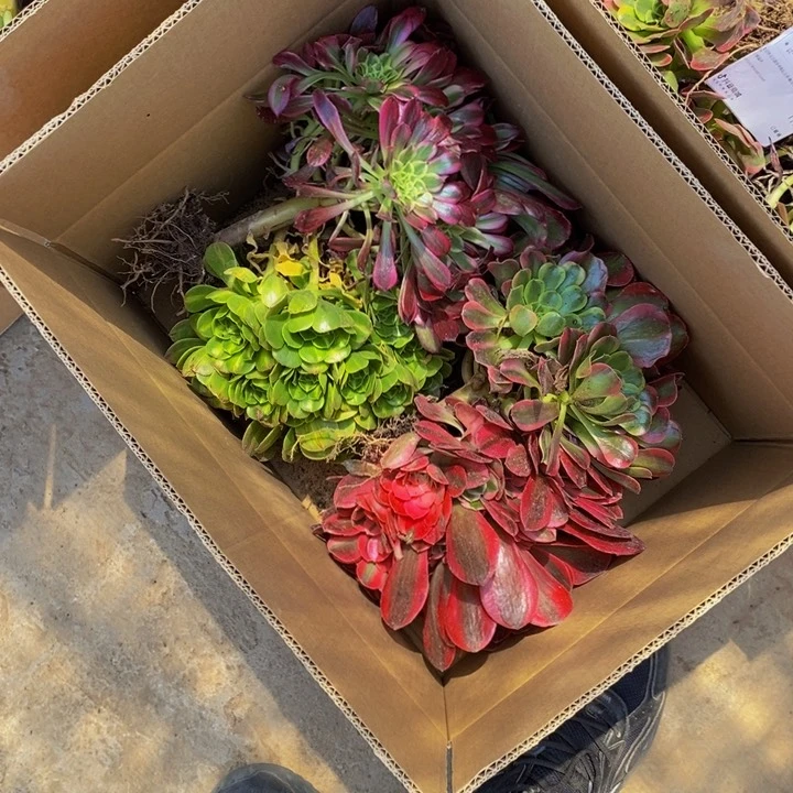 4颗法师锦不同品种19.8包邮