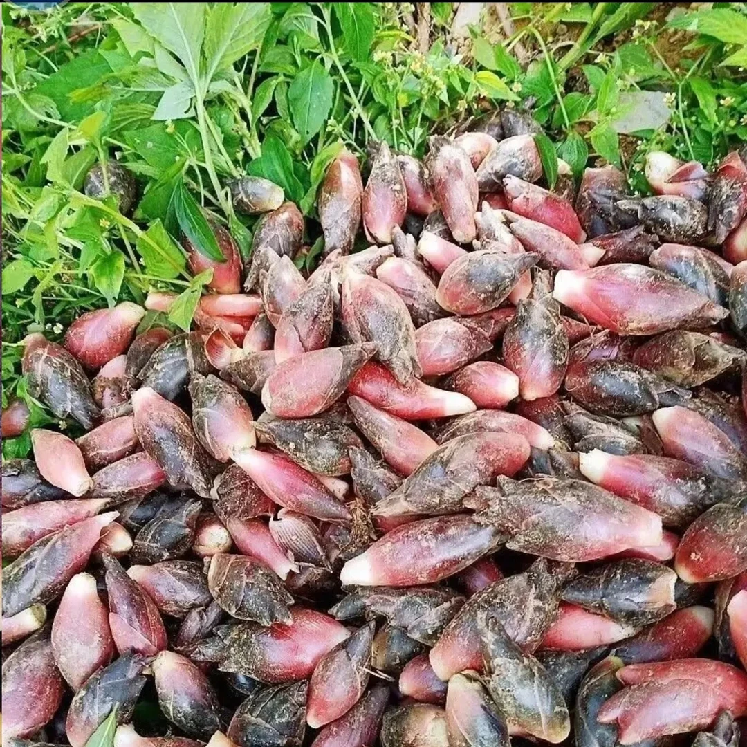 （小虎支书优选）云南马关新鲜洋荷姜现摘鲜嫩脆爽可凉拌的当季蔬菜