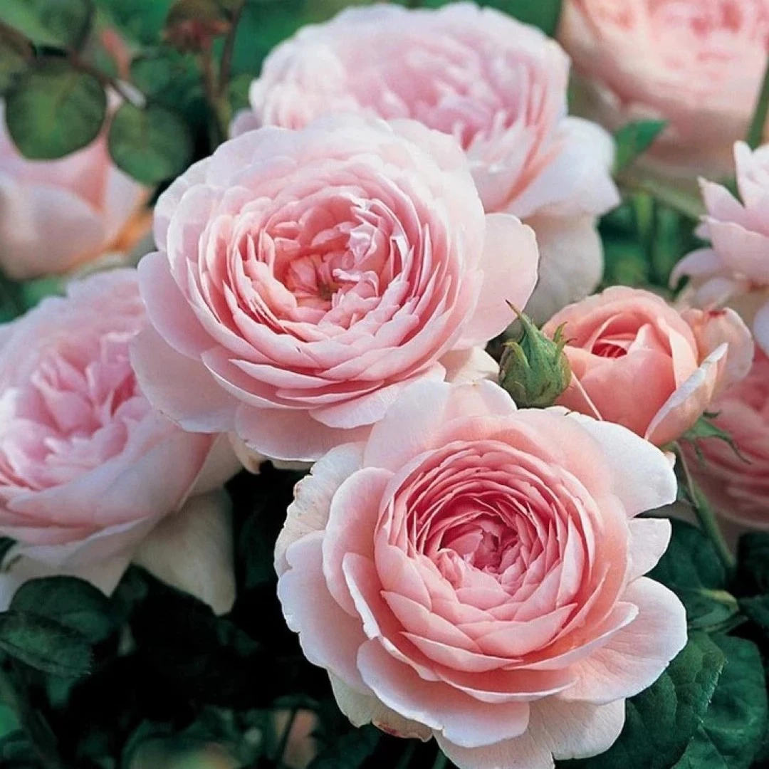 【1.2-1.4米】瑞典女王爬藤月季粉嫩欧月庭院拱门阳台叮当家的花园