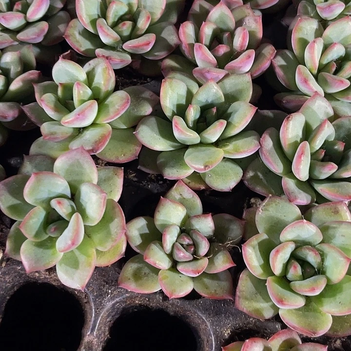 小夏雨荷1元带土发