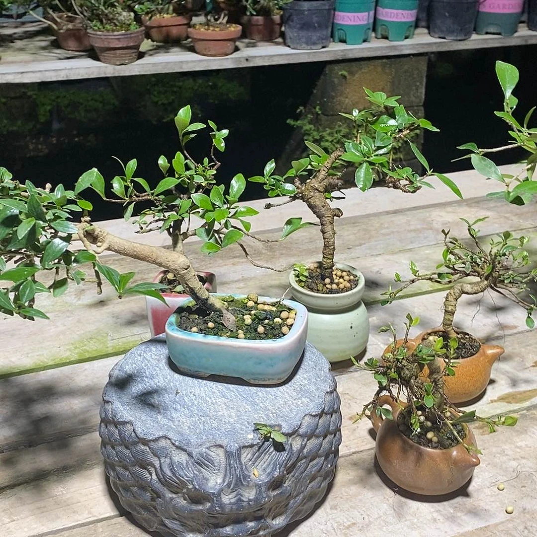 无花朵青**蓝栀子花