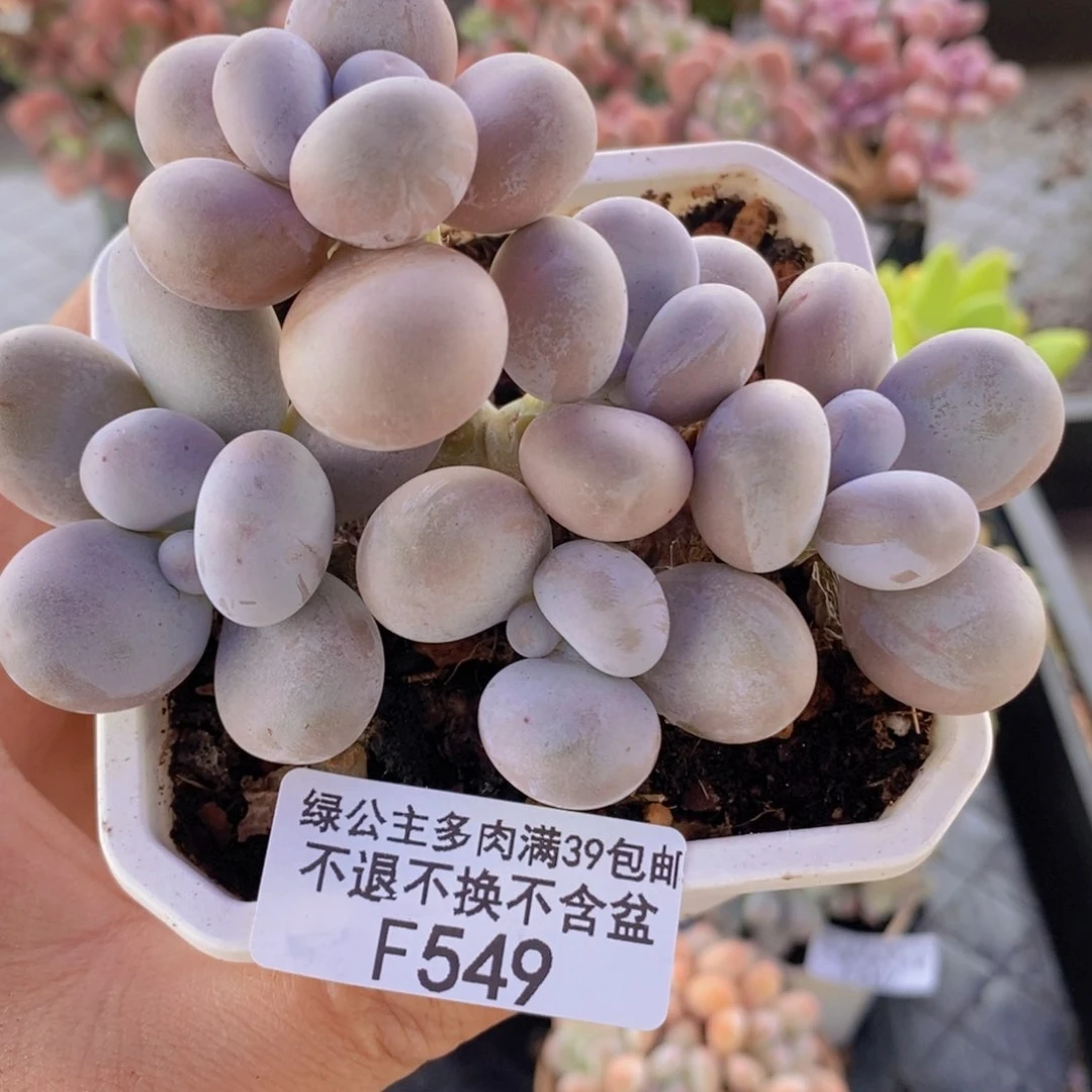 水光针奶酪10cm549多肉植物