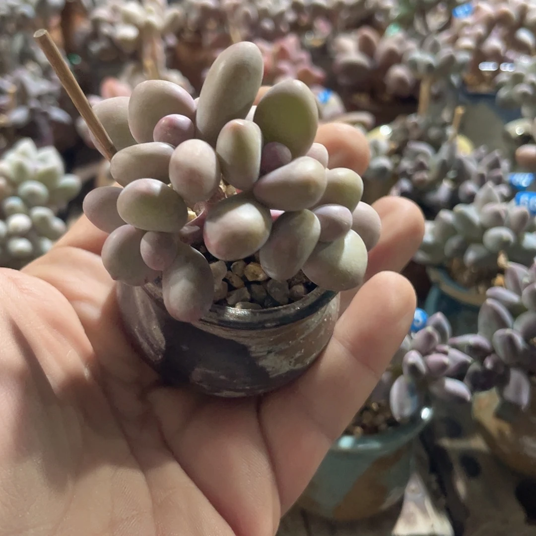 芒果 脱土发货 4口盆