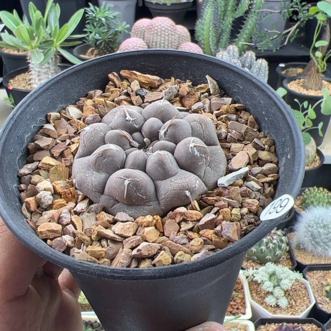 铅皮实生5.1一物一拍带盆发