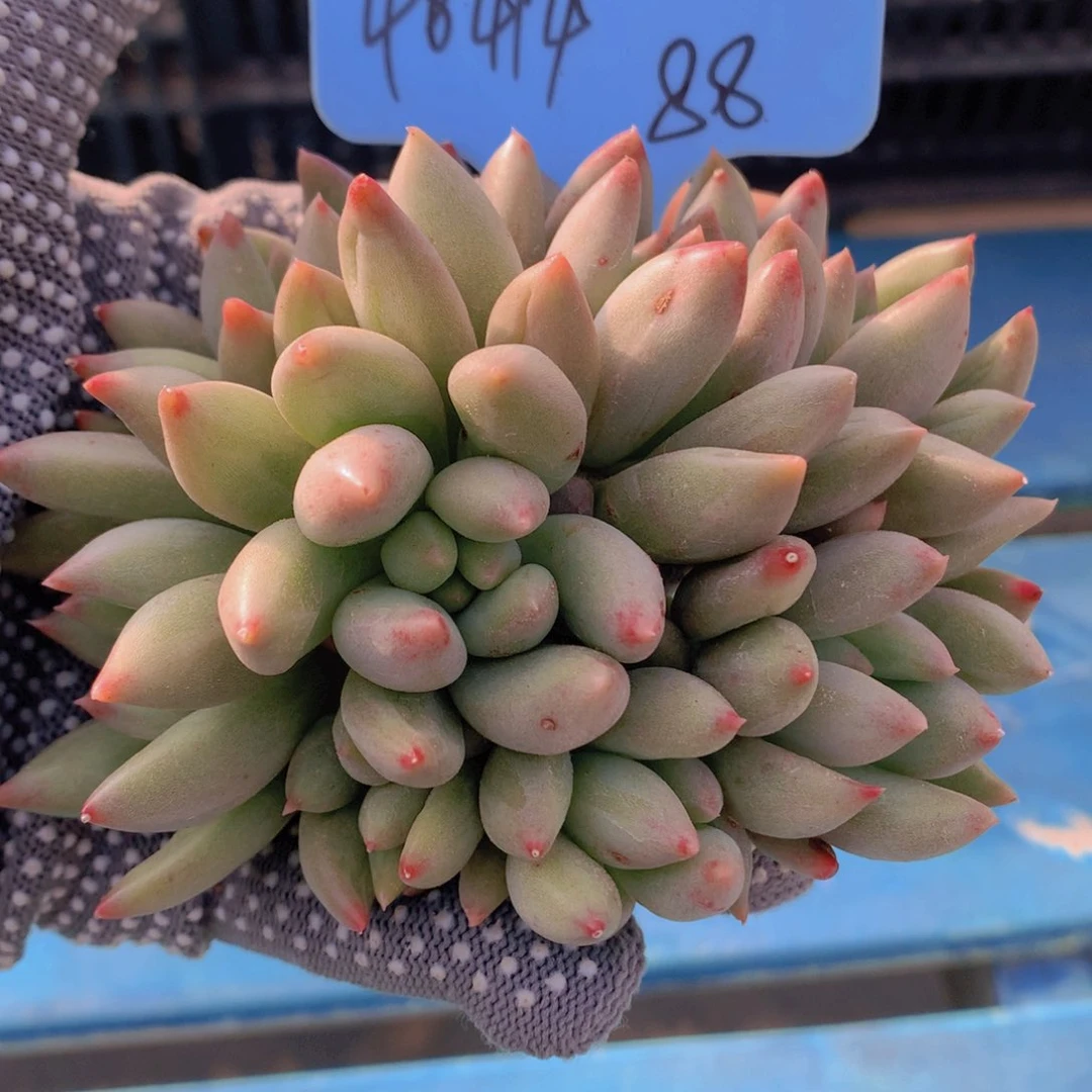 我家的小姐姐们都是我的小可爱