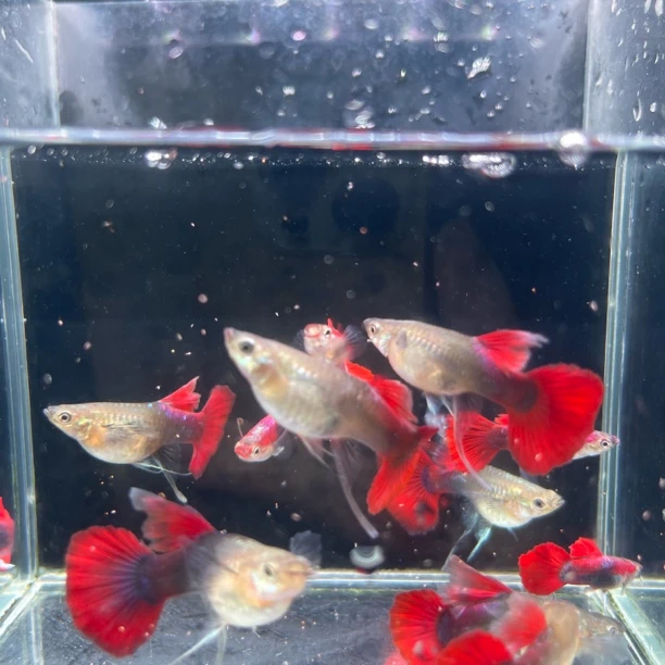 褶扇缎带体孔雀鱼小型淡水观赏鱼公母搭配可繁殖好养易活适合新手