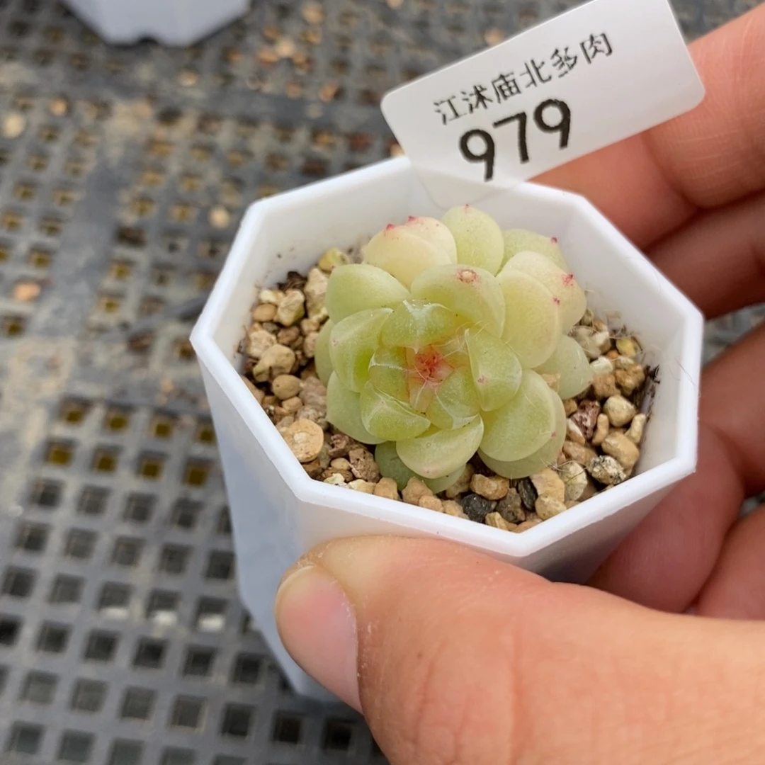 标979现金财富一个多肉