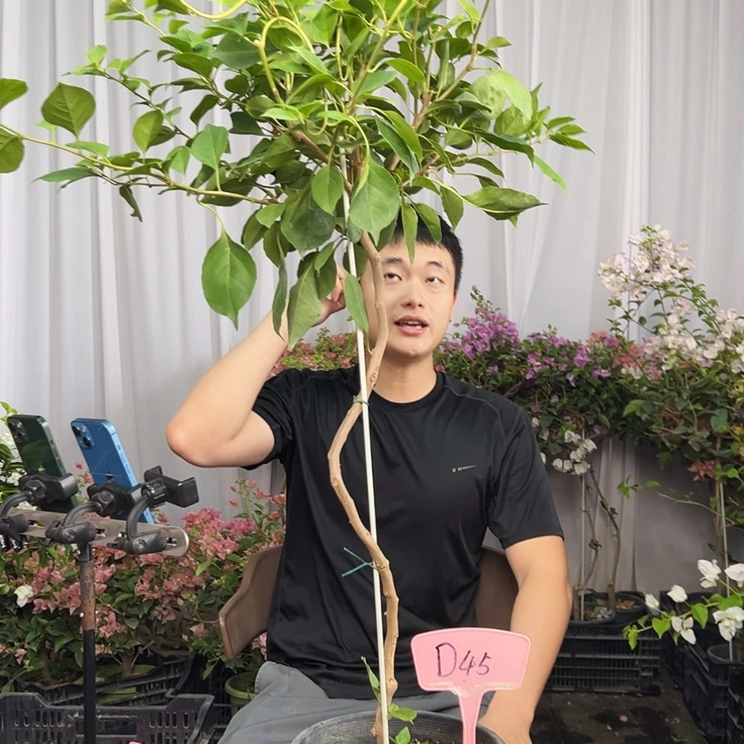 瑛***子当前无花栽培后可以开花D45变色龙