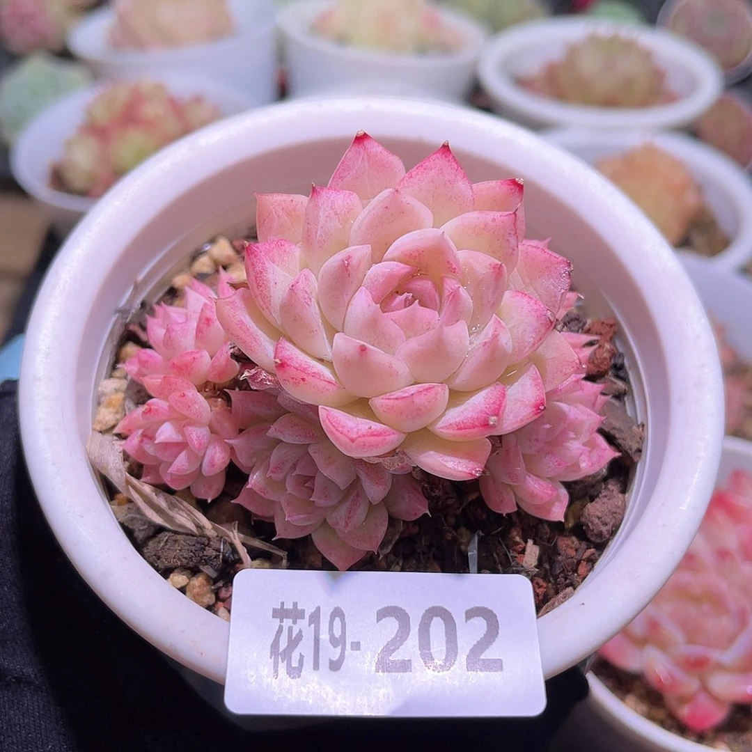 花利美19-202女王玫瑰