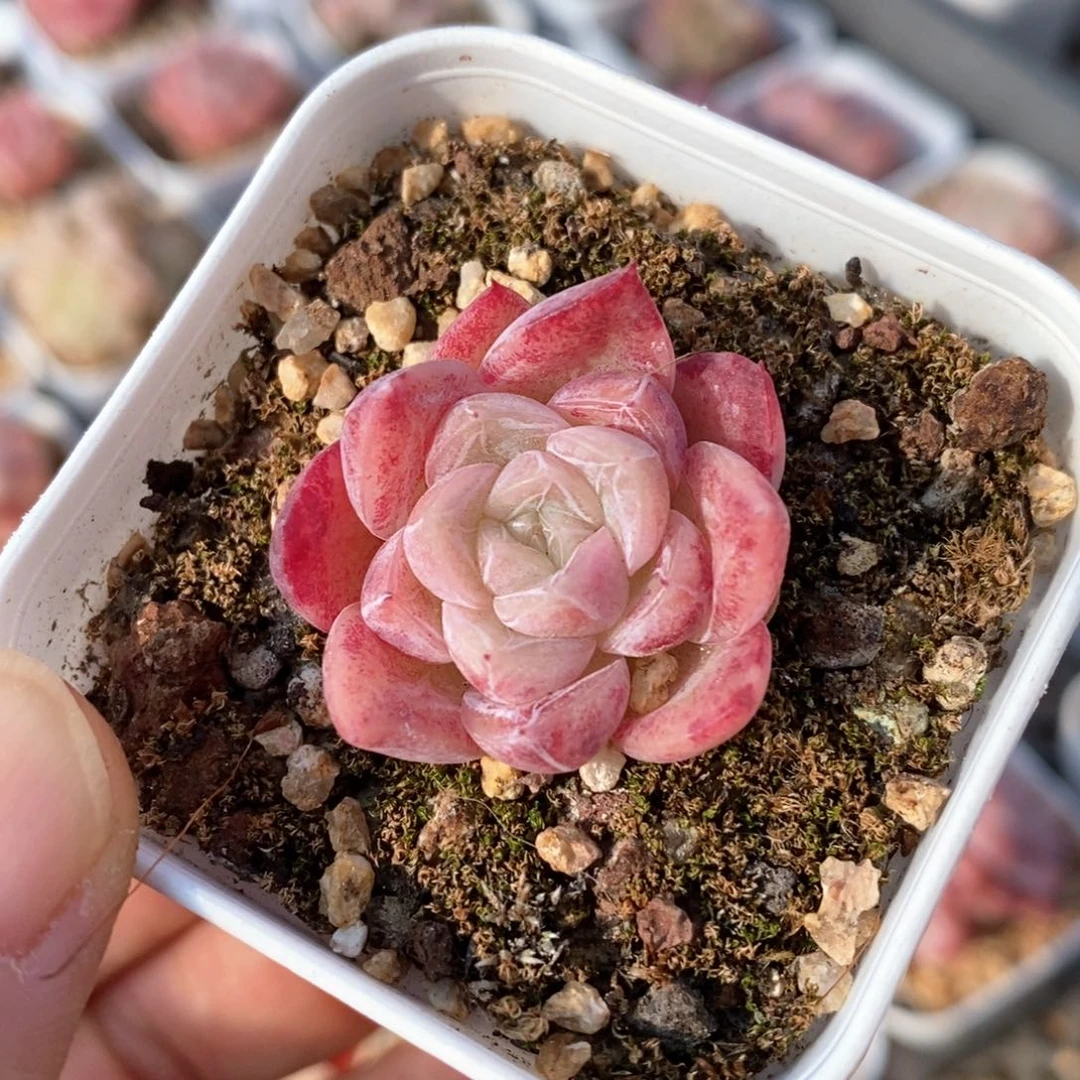 精品多肉一物一拍38