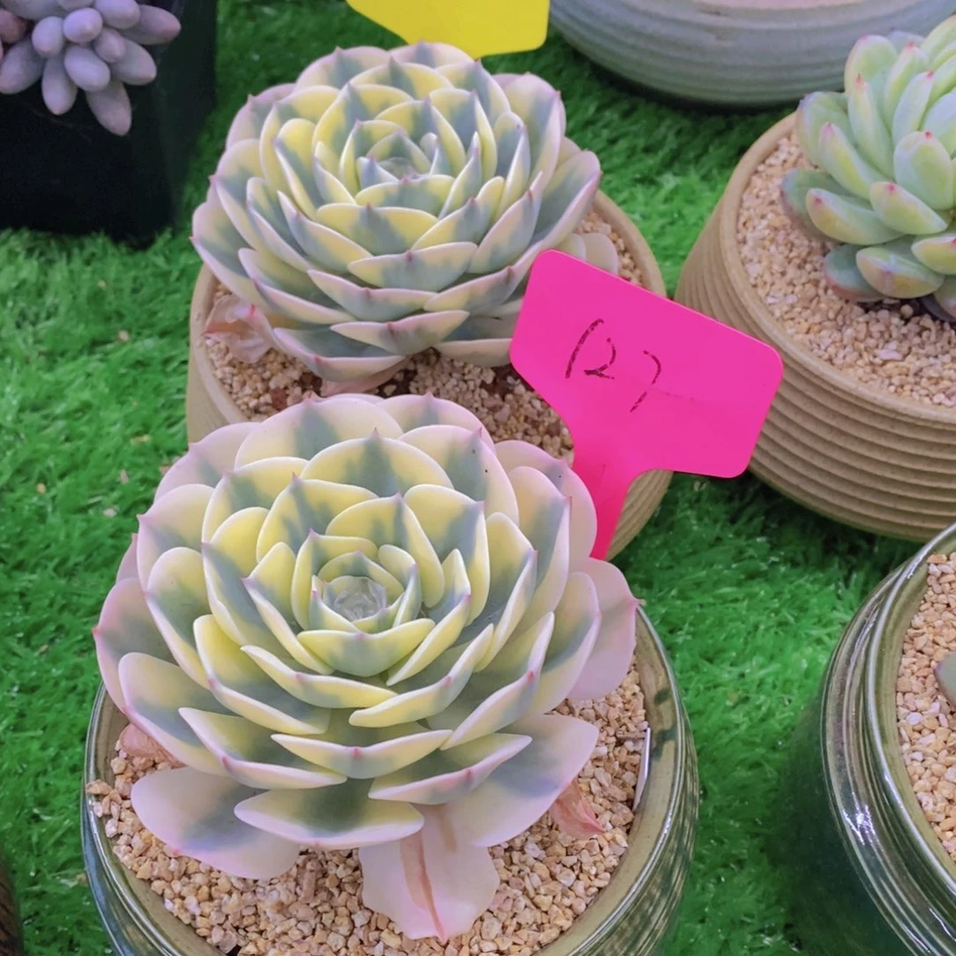 多肉植物，开心多肉