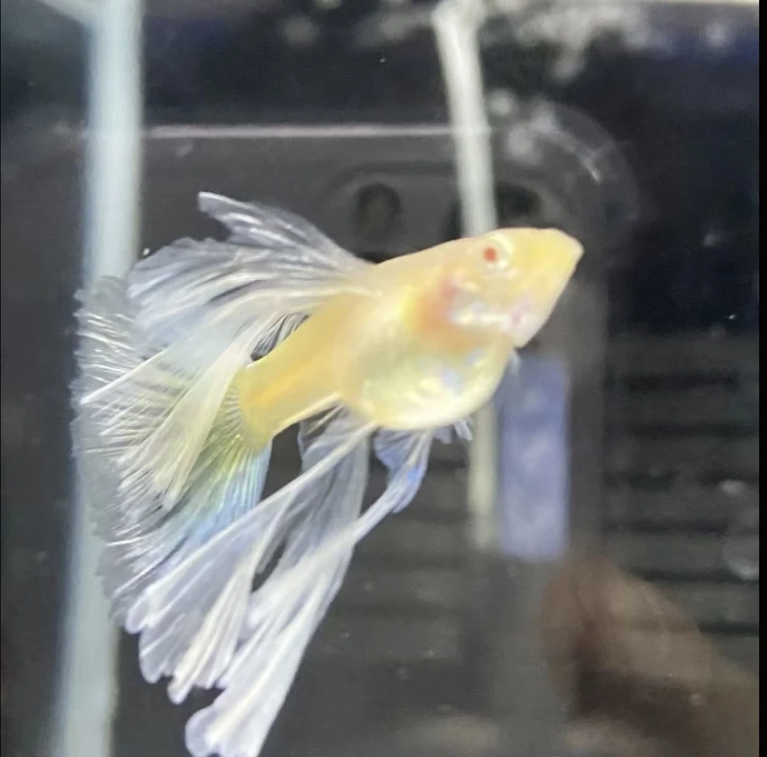 天空蓝绣球体粗条大c1对