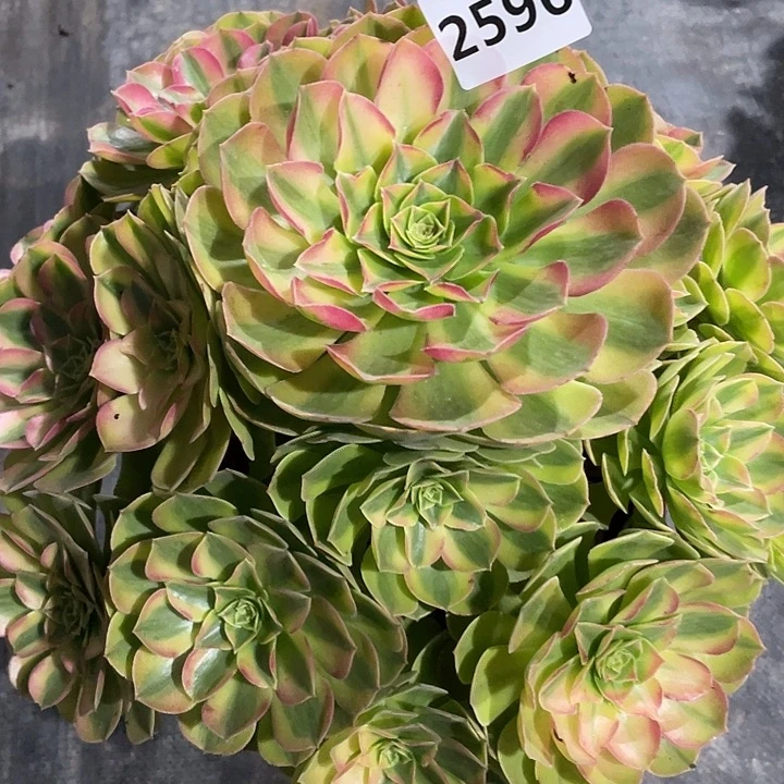 雨荷2596号多肉植物