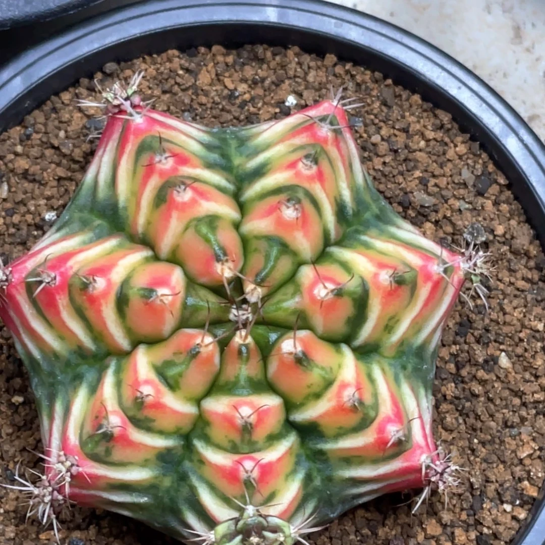当前无花朵，栽培后可花朵规律棱背锦