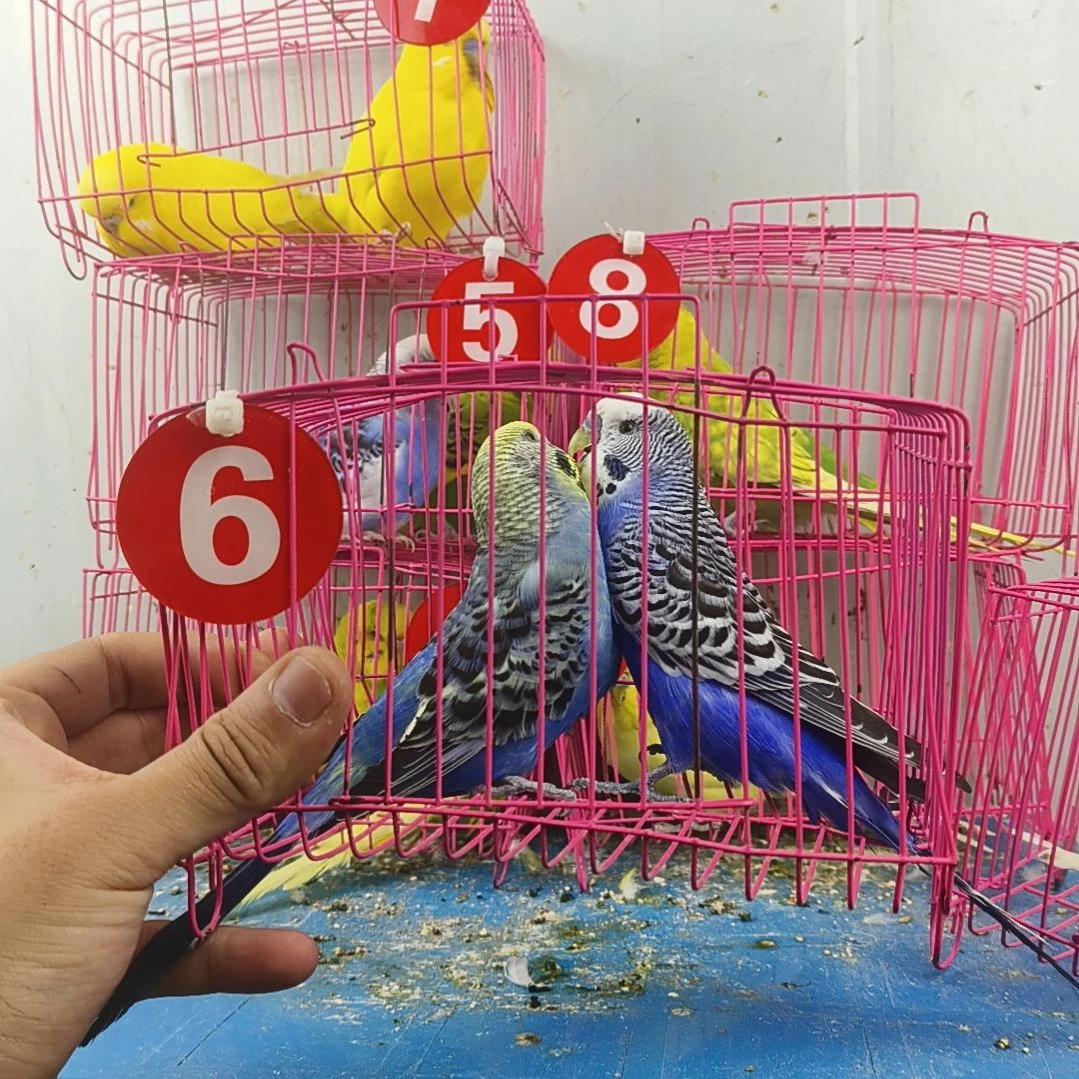 虎皮鹦鹉大头鹦鹉