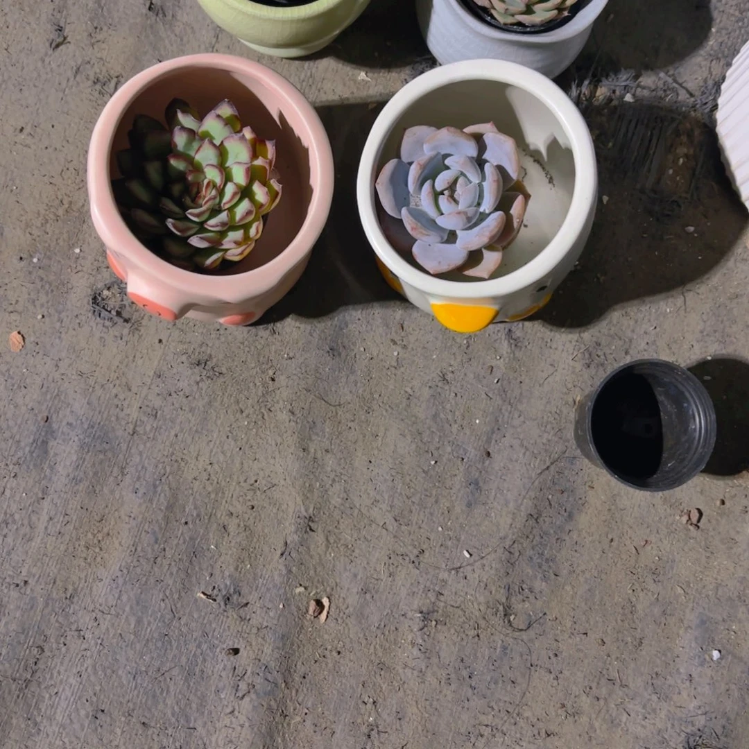 温***紓小猪大鹅加花新疆包邮