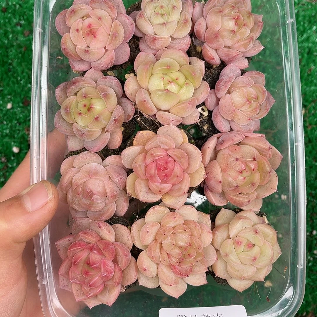 多肉一物一拍30-86