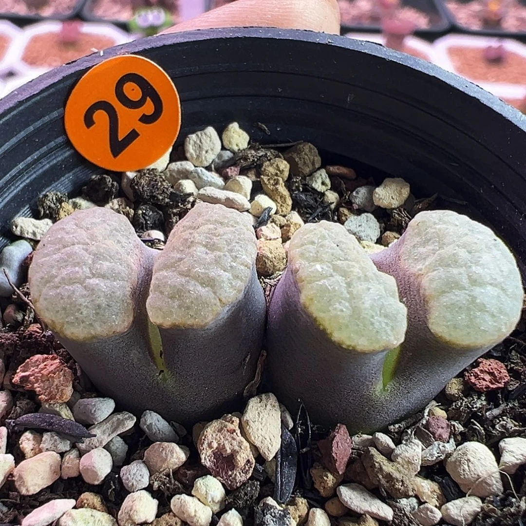 29号特特特特特特特特