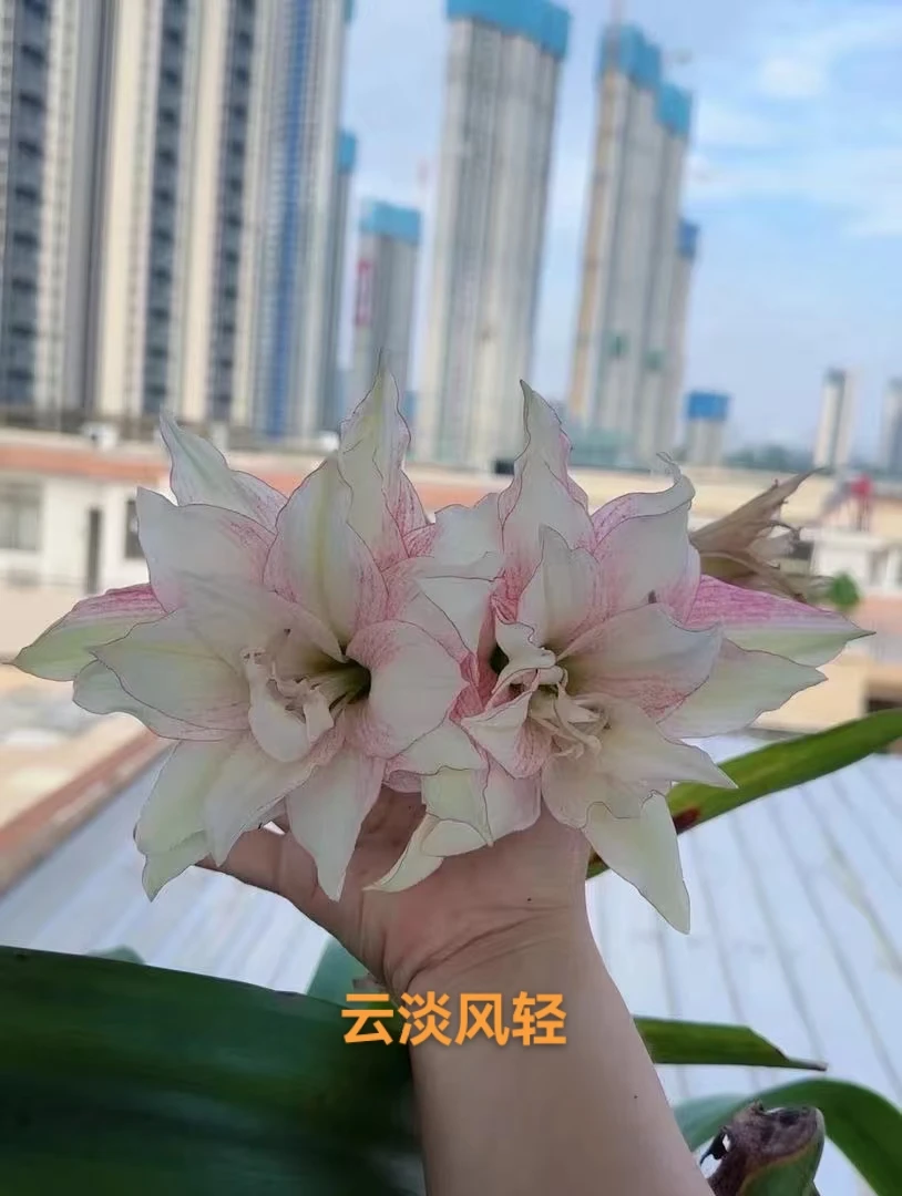 S孤挺花园 云淡风轻 裸球