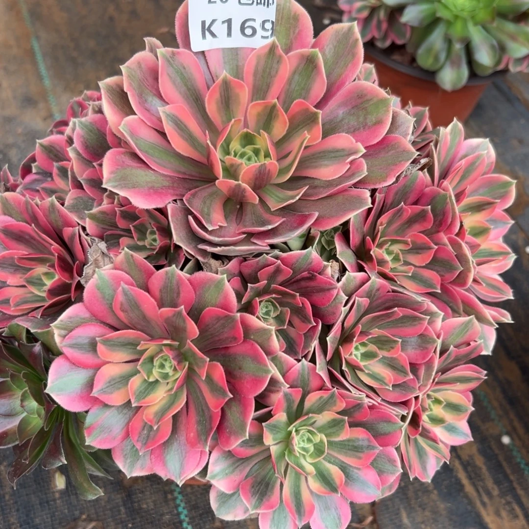 169女妖，满20包邮