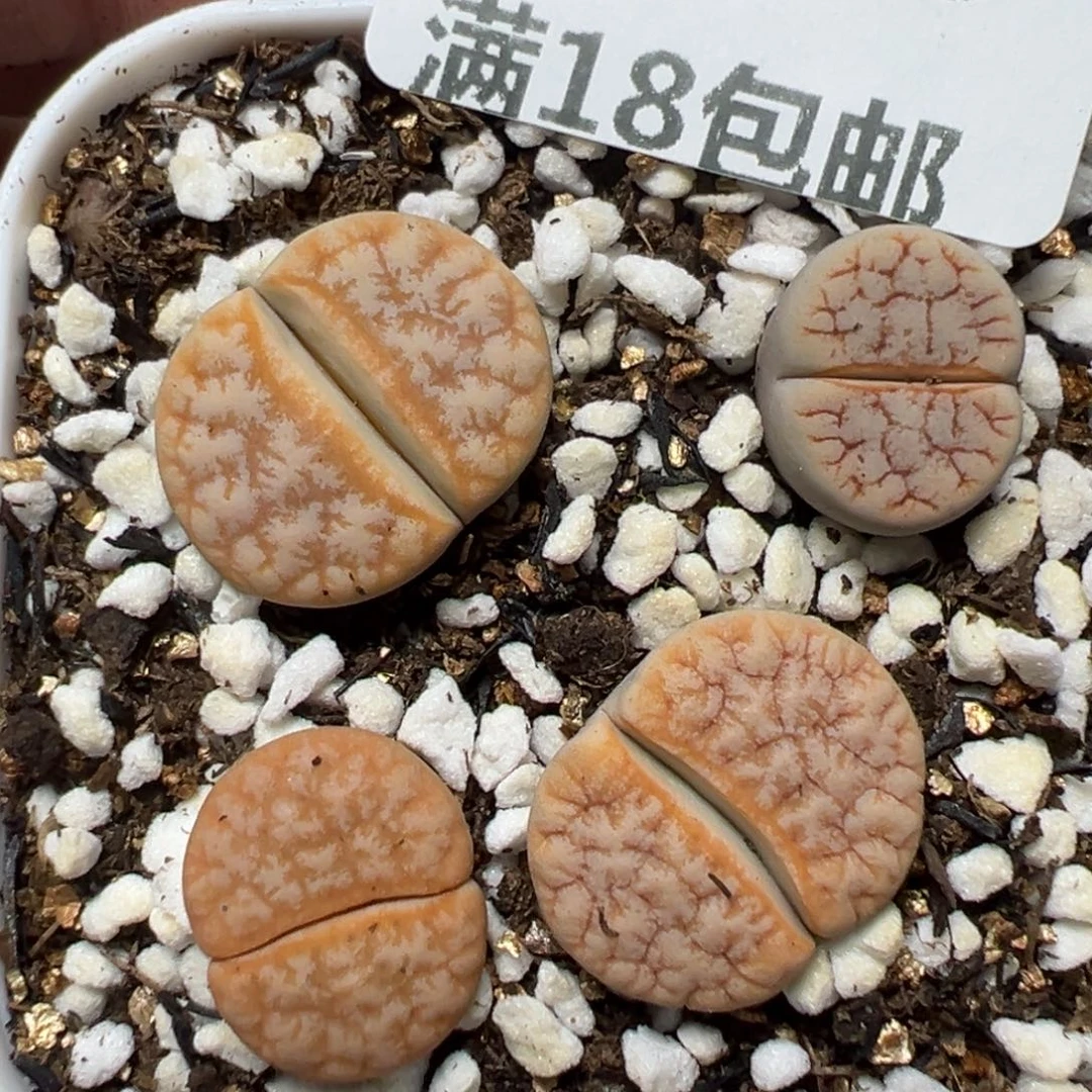 【闪购商品】1153……