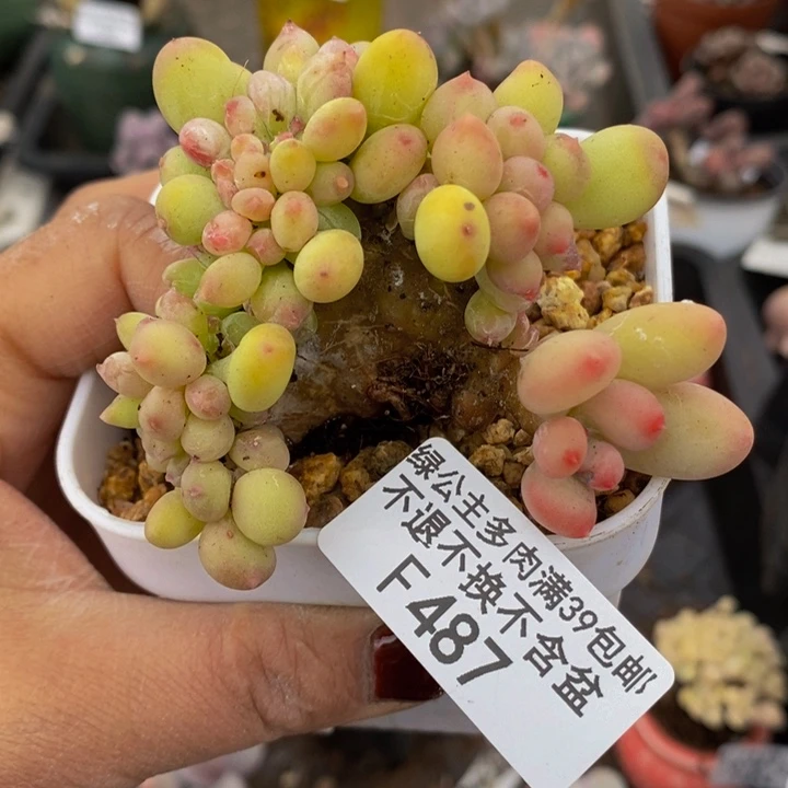苹果奶缀7cm487多肉植物