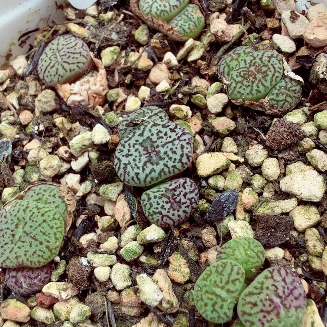 我想吃东西我自己来嘛254