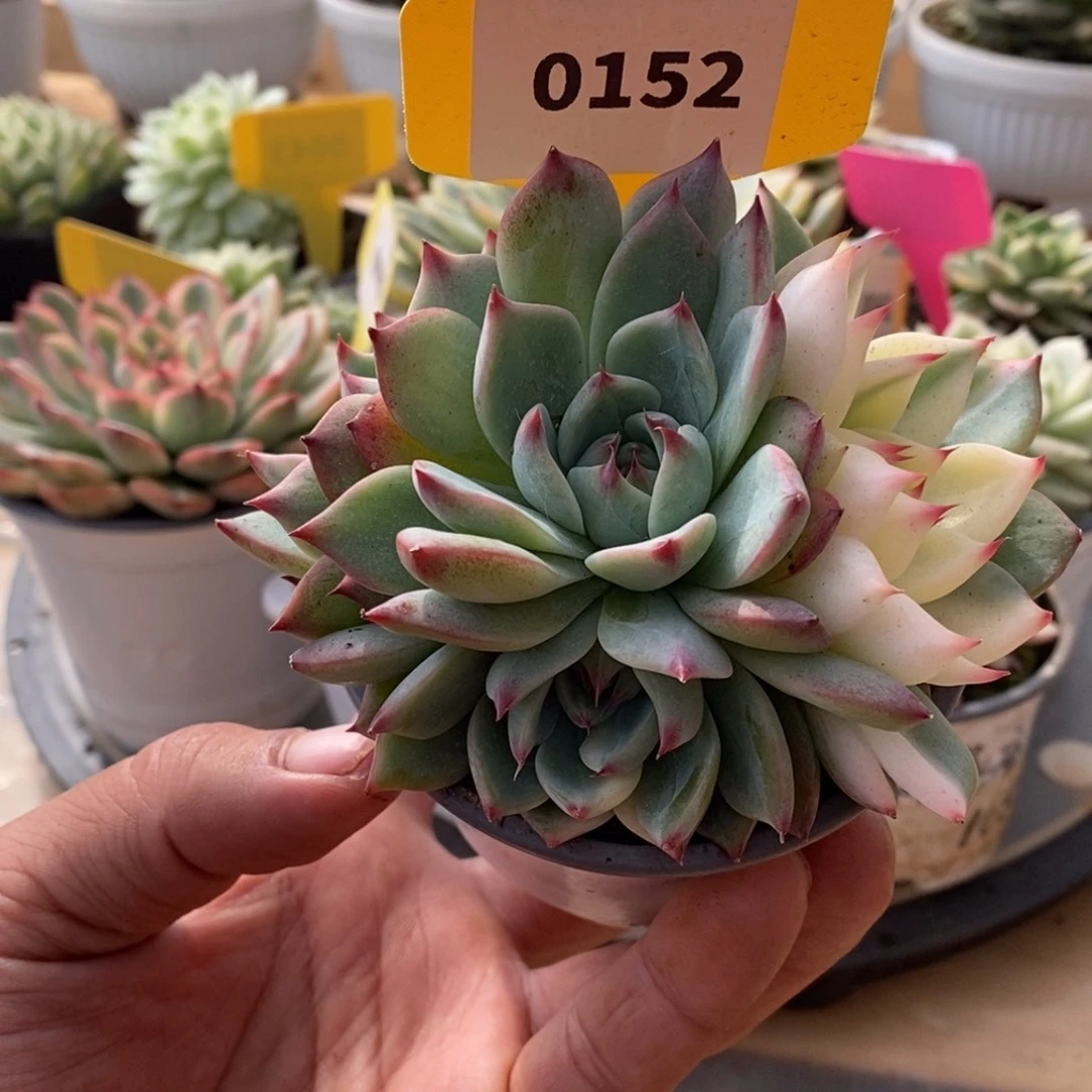 0152吉娃娃哈哈哈哈