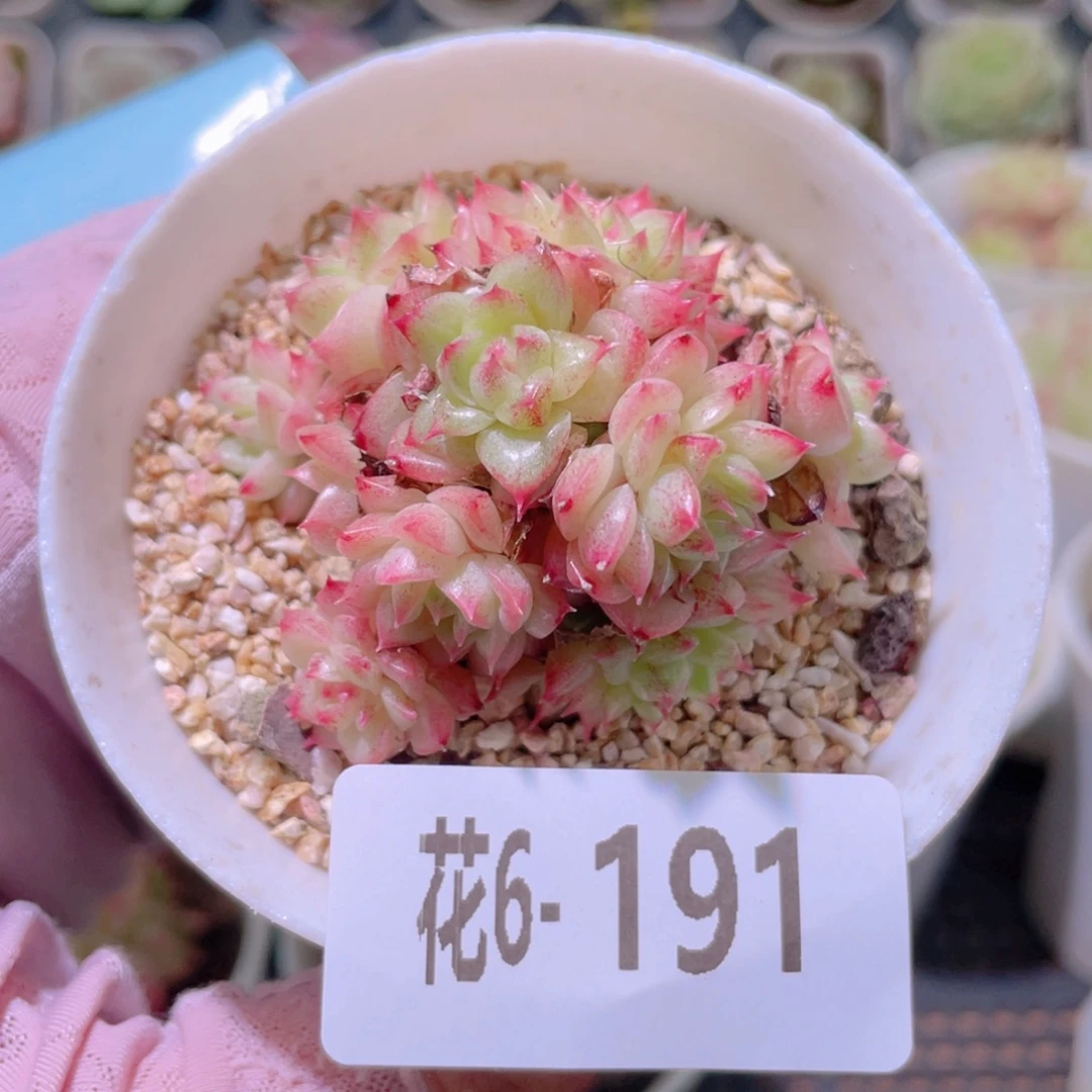 花利美6-191麦秆群