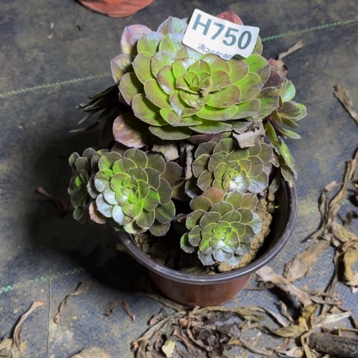 瑞妈多肉园艺 750。花月夜