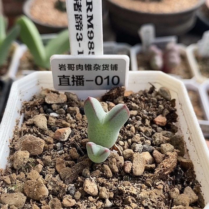 ARM985猪蹄3头群一颗