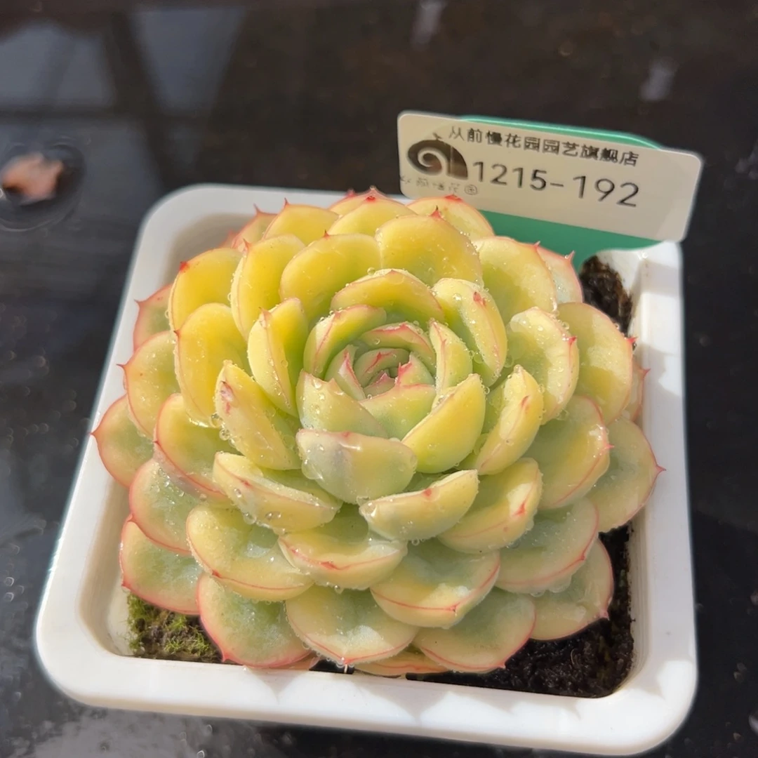 从前慢花园多肉编号1215-192