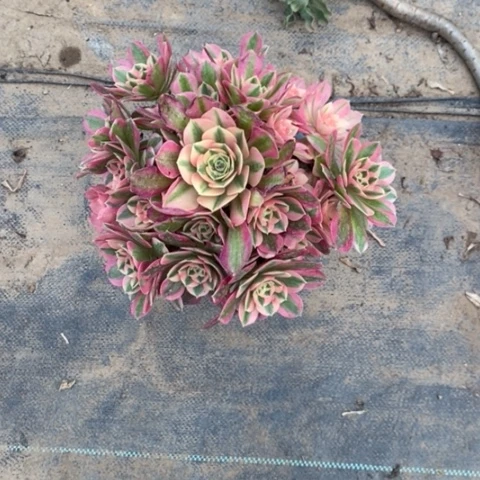 静**澜粉女巫50多肉植物法师