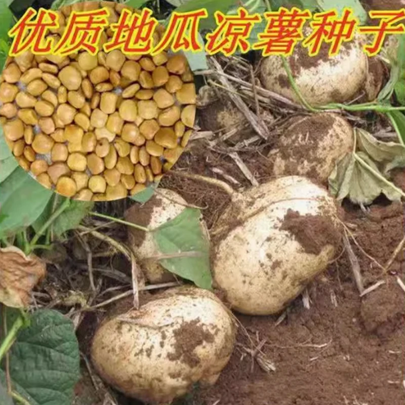 【全店满五包包邮】晚熟【牧马山地瓜种子】凉薯水果地瓜种籽高产