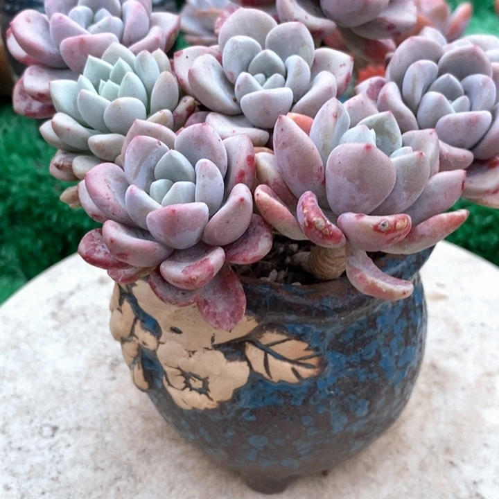 花瓣鹿带盆土整无砍