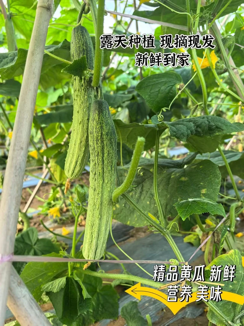 露天种植新鲜应季老品种旱黄瓜可拌可腌可生吃口感脆嫩鲜甜