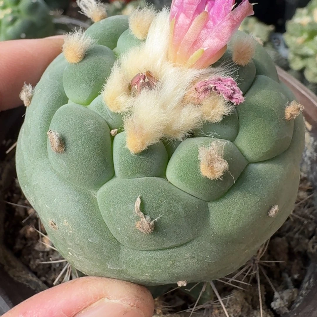 【闪购商品】超白圆尤凸尤鲜485