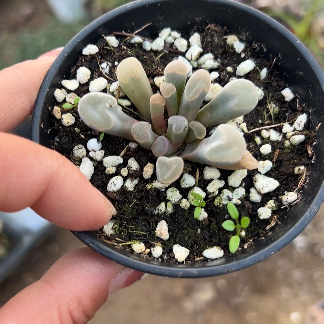 多肉植物光玉开花