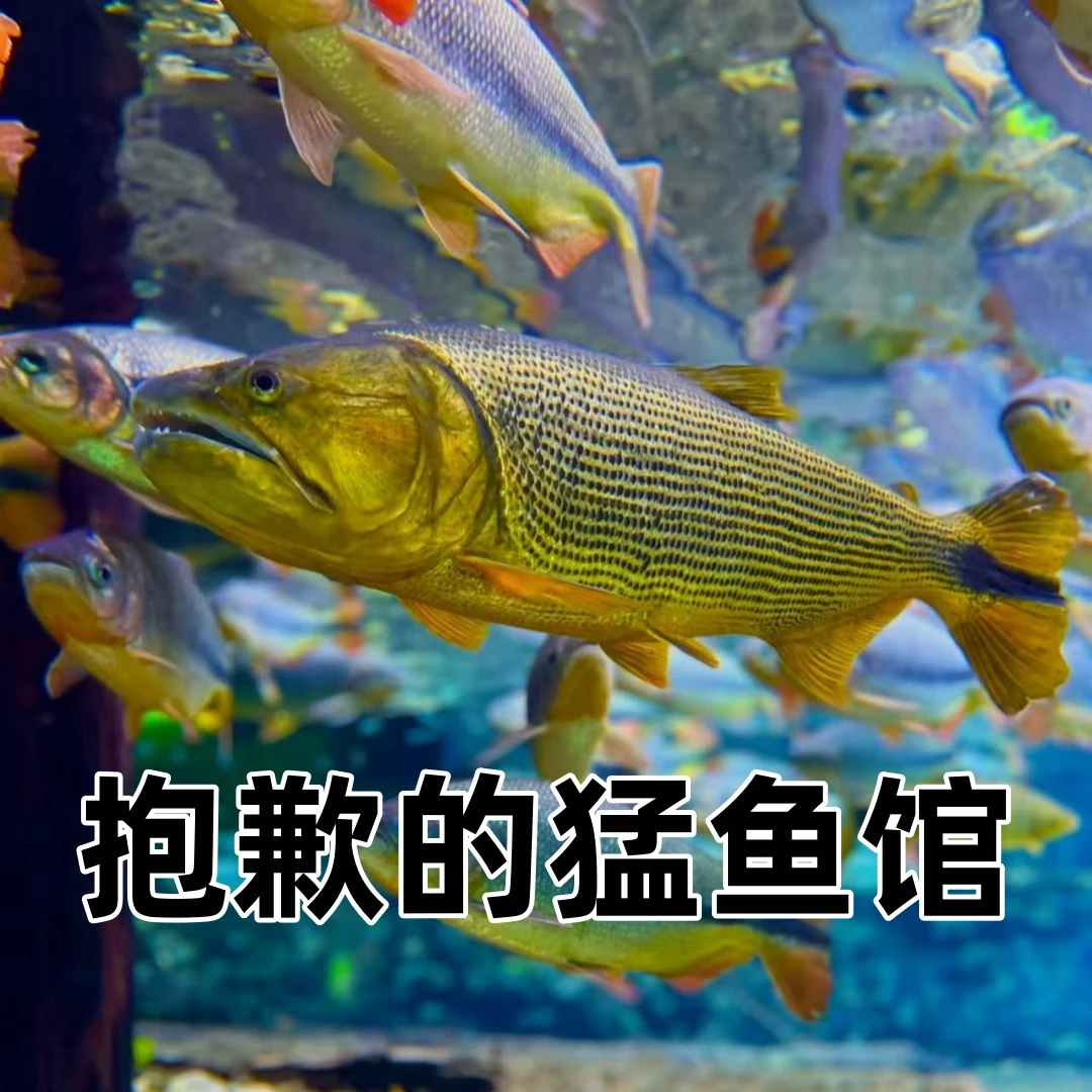 抱歉家的猛鱼 嗷嗷嗷超级猛！40个盒 巨骨 河虎 巨暴 铅笔等等