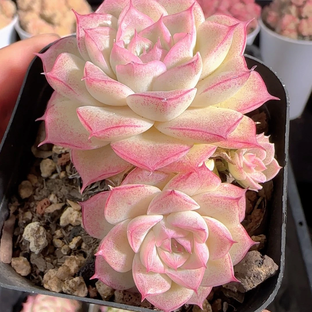 多肉1227-117女王玫瑰