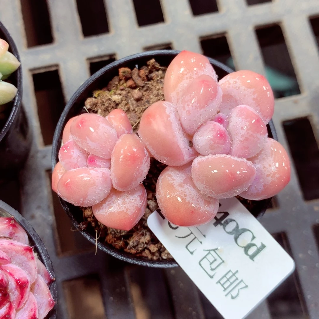 5厘米盆精控多肉4540