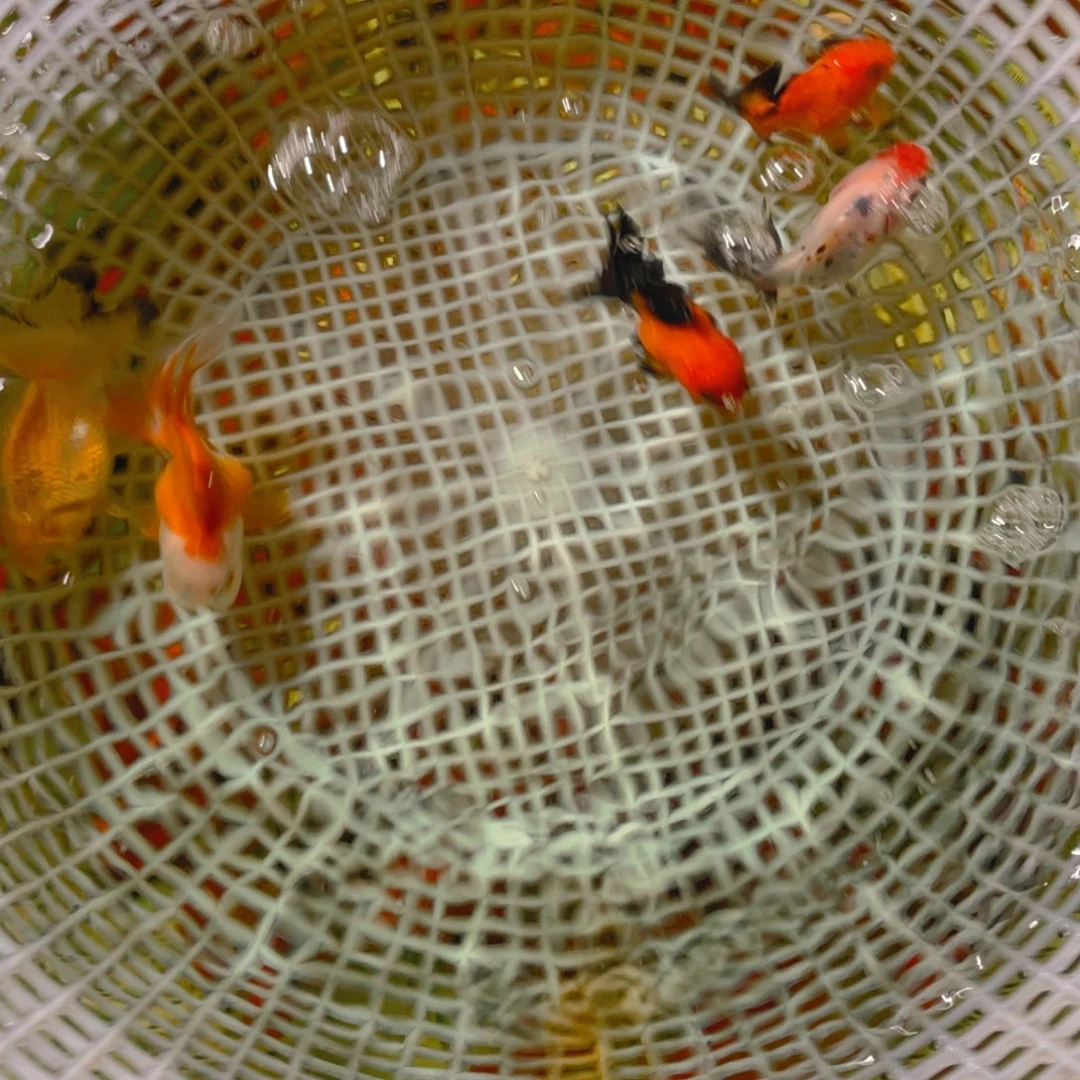 海水鱼花泰狮金鱼5号