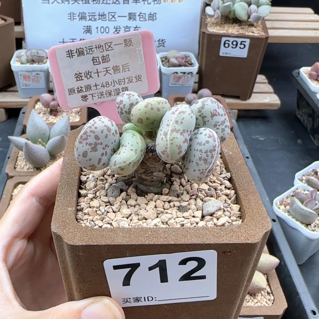 王*712巨型花旦多肉