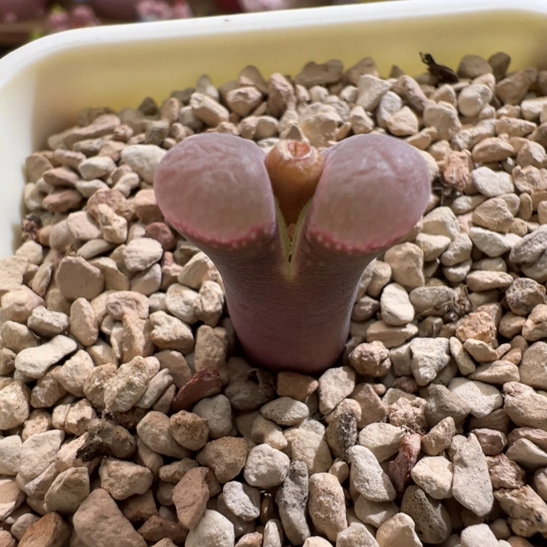 139优选比肉风铃一颗