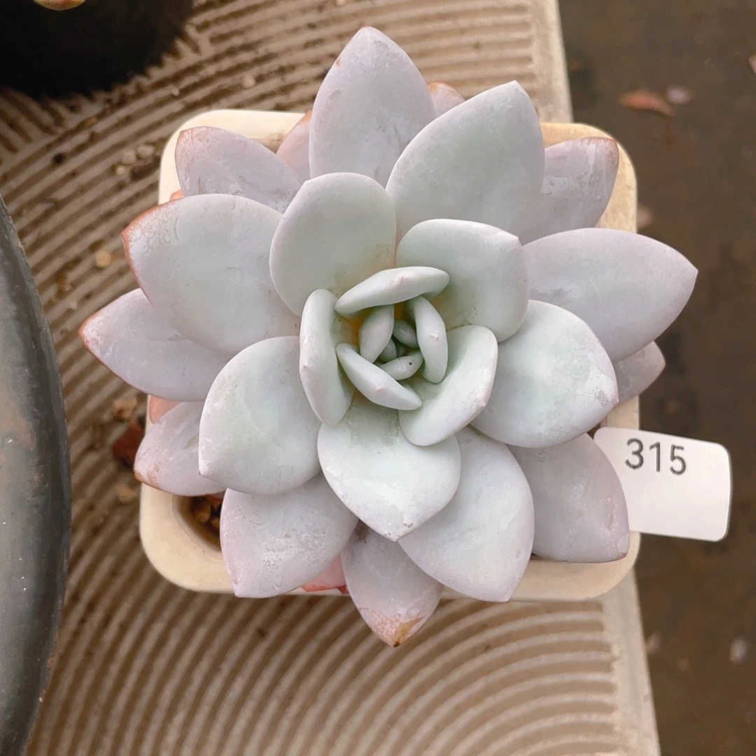 315。雪莲。