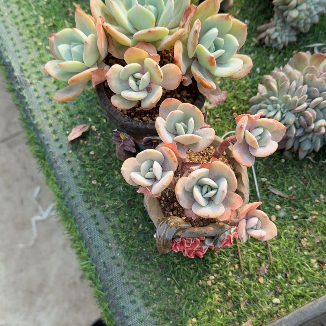 国奶2颗呀呀呀呀有砍